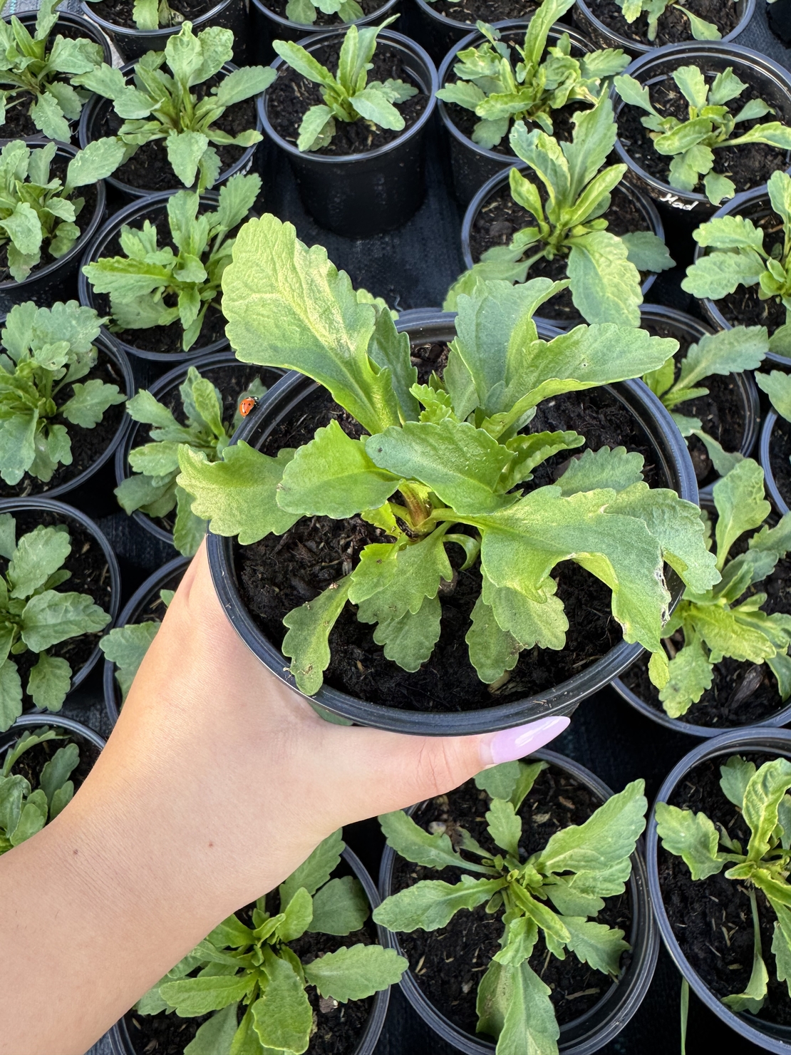 Маргарита (едроцветна)