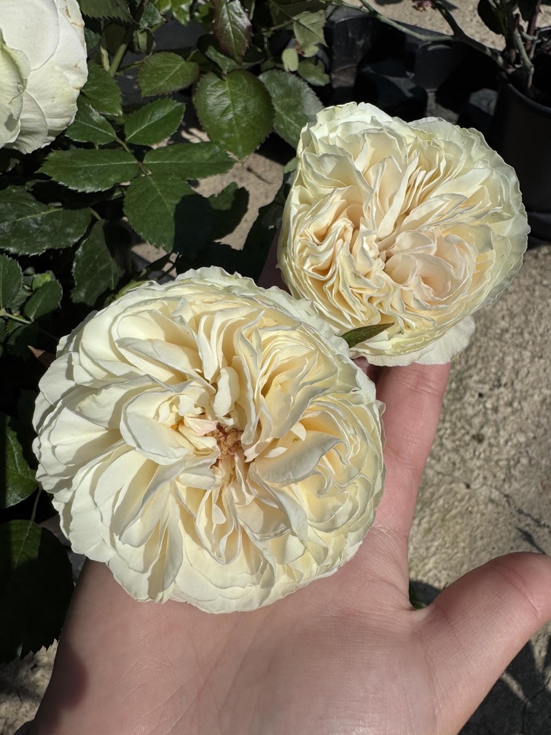 Palais Royal - White Eden Rose®