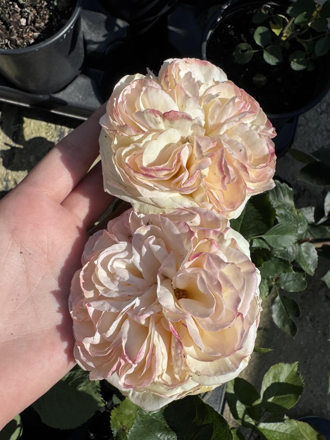 Palais Royal - White Eden Rose®