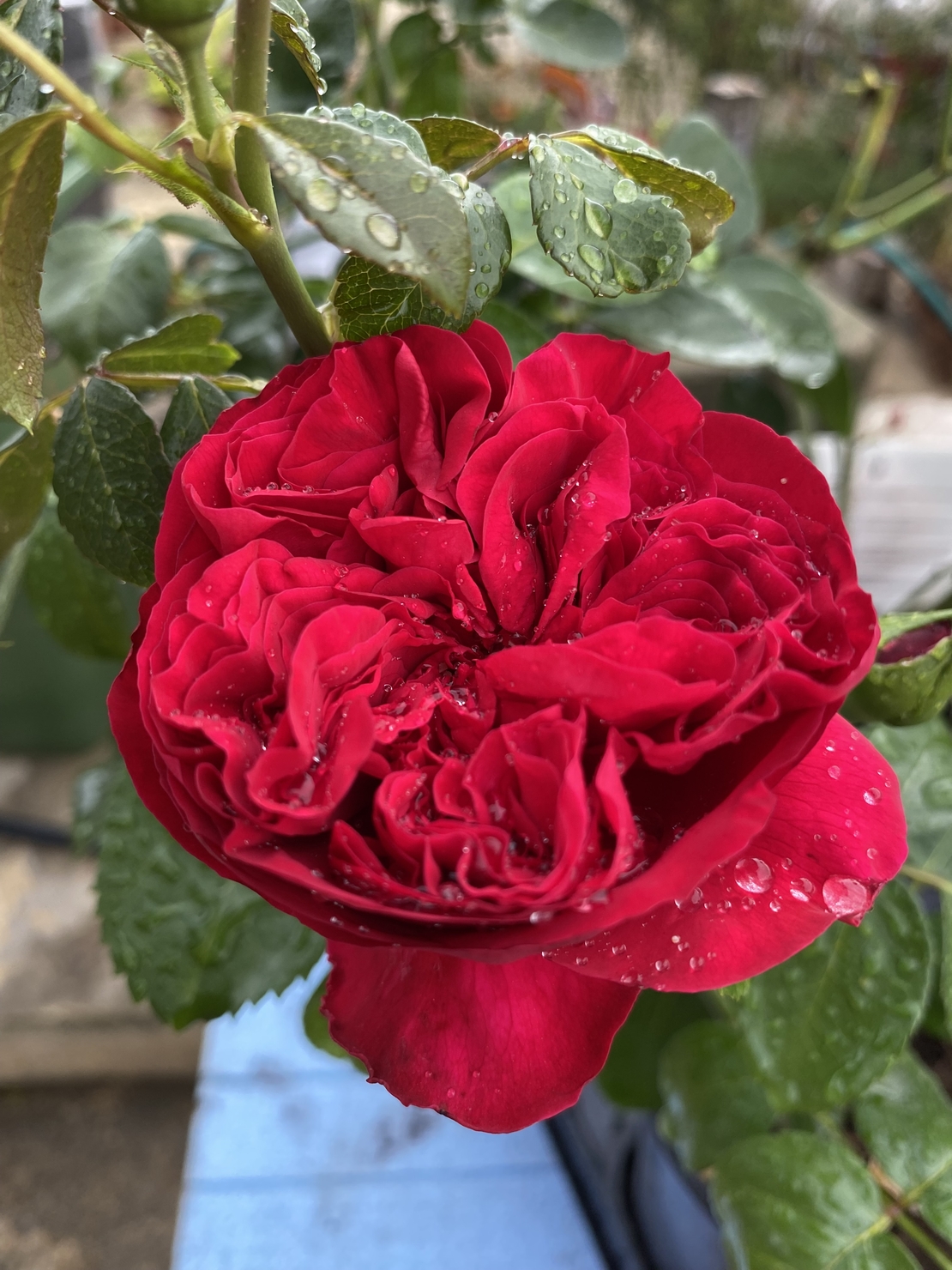 Gpt Red Eden Rose® (Eric Tabarly®)