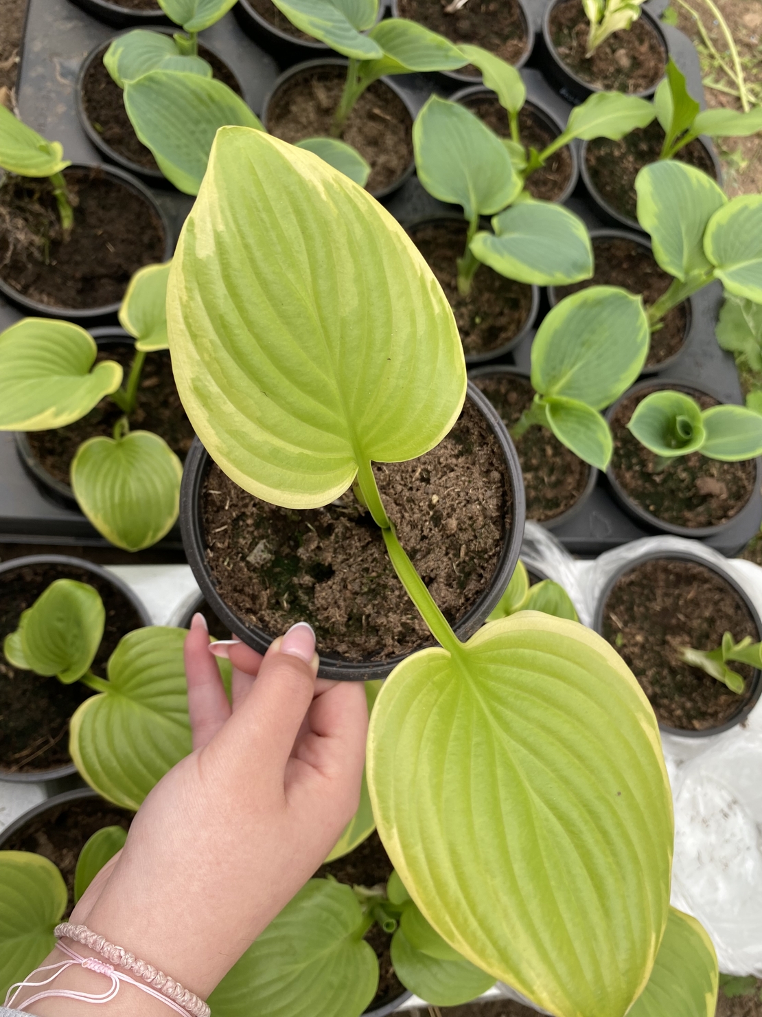 Хоста /Hosta/ - Hosta Albomarginata