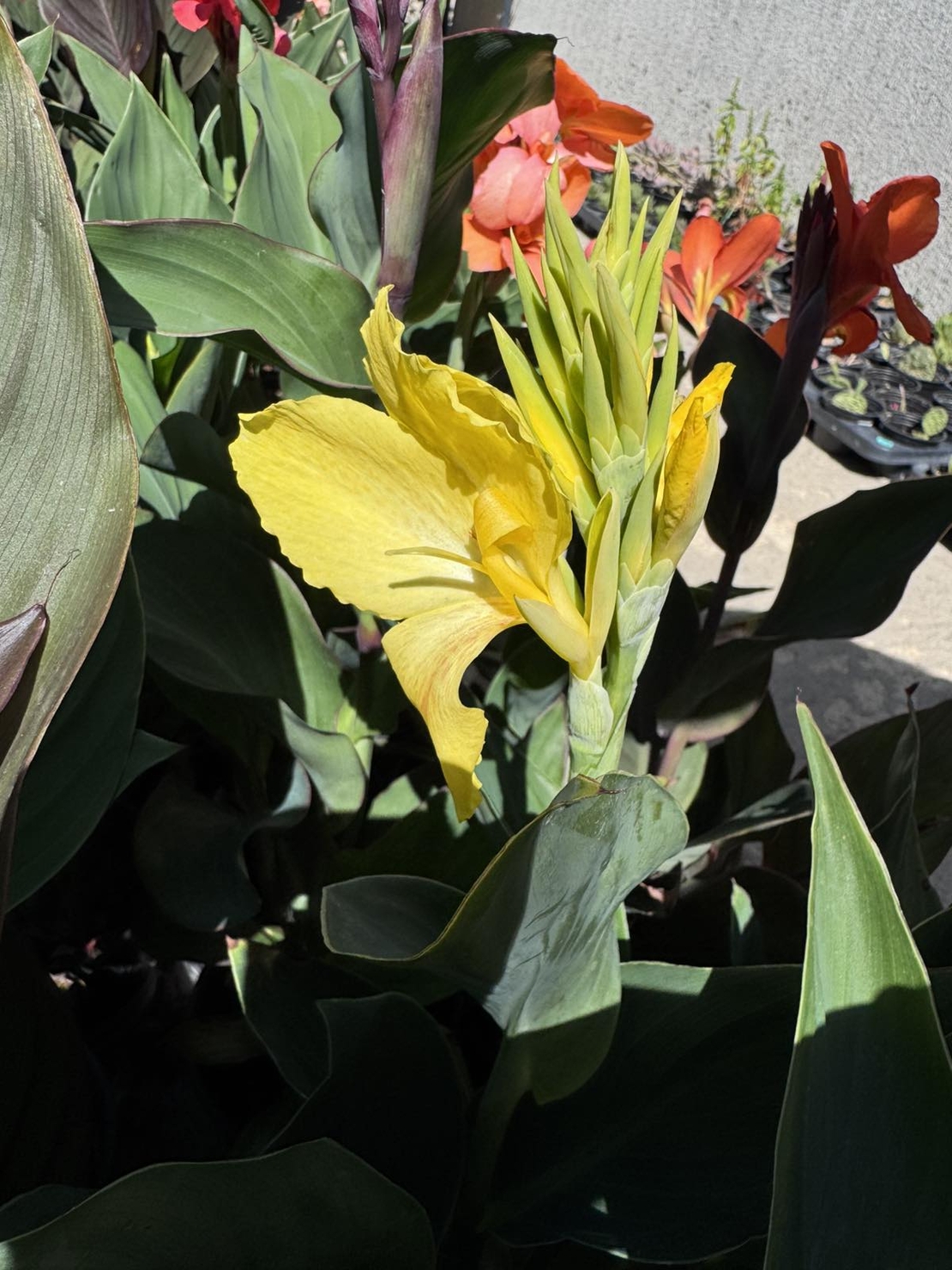 Кана / Canna CANNOVA