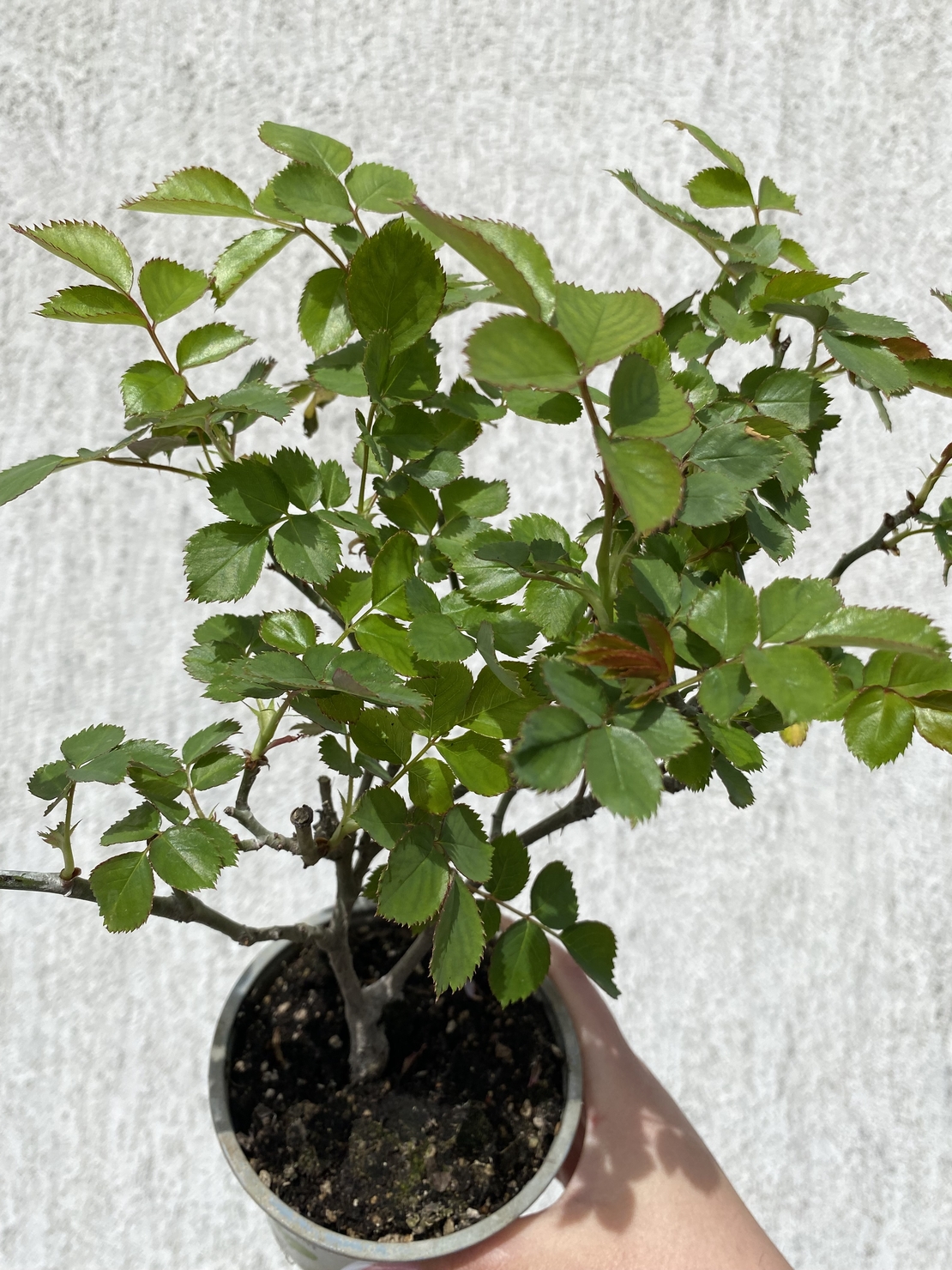 Palais Royal - White Eden Rose®
