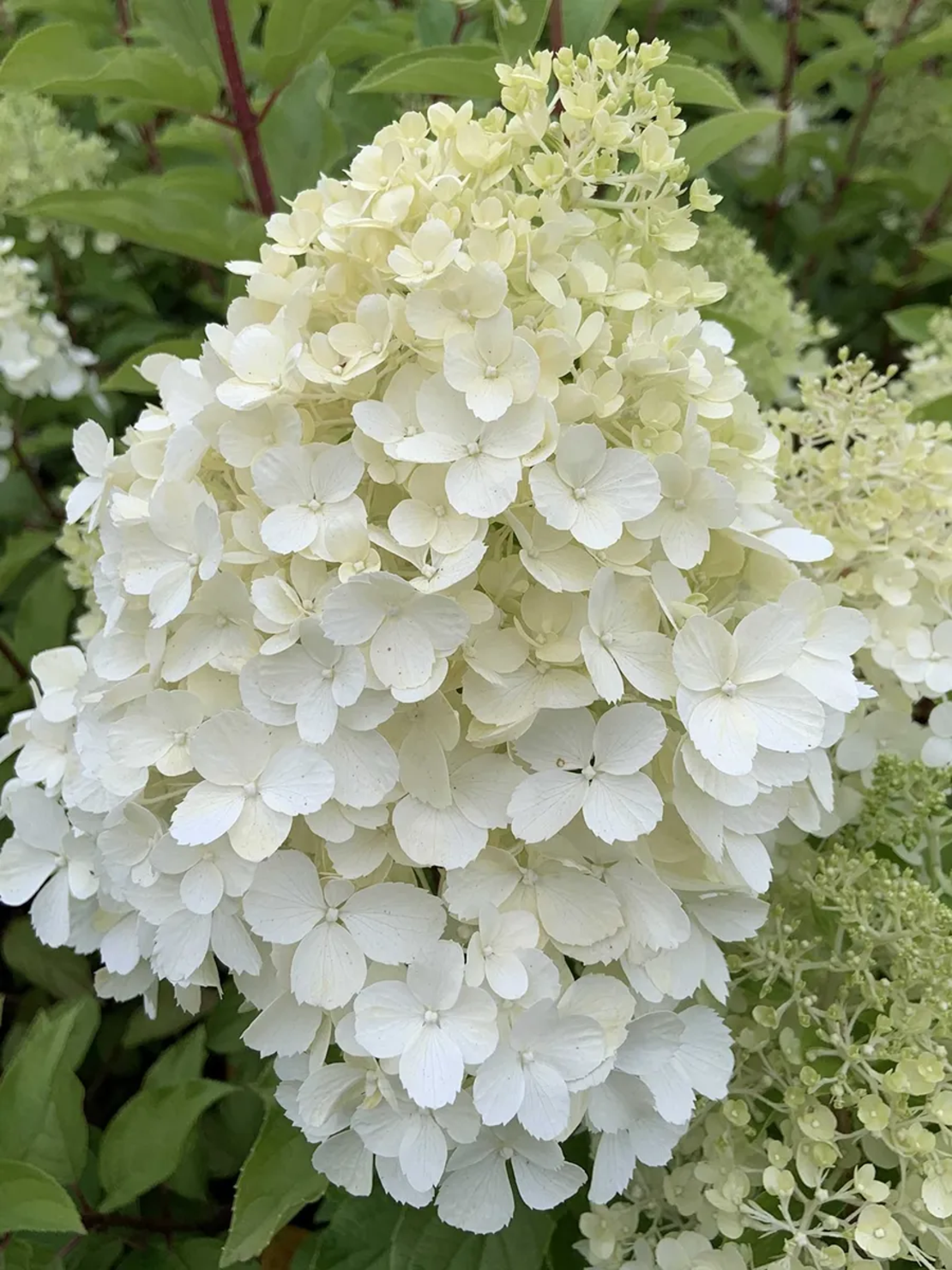 Хортензия метличеста „Полярна мечка“ - Hydrangea paniculata 'Polar Bear'