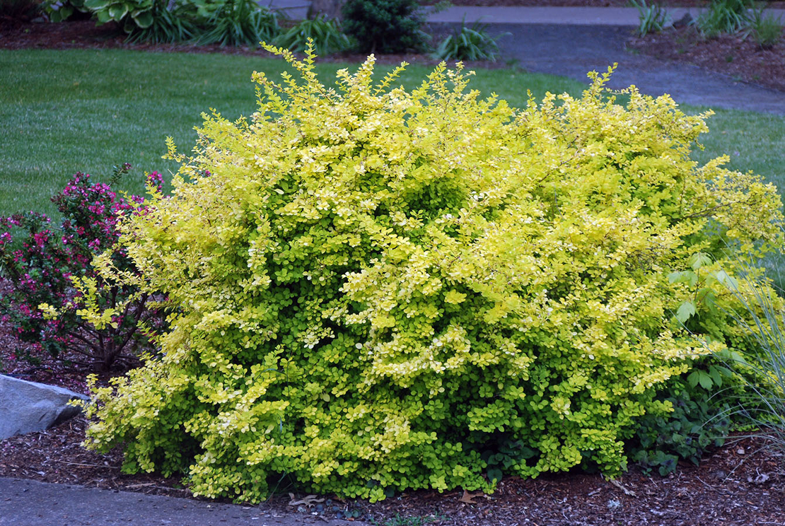 Берберис Тунберга ‘Aurea’ (Berberis thunbergii ‘Aurea’)