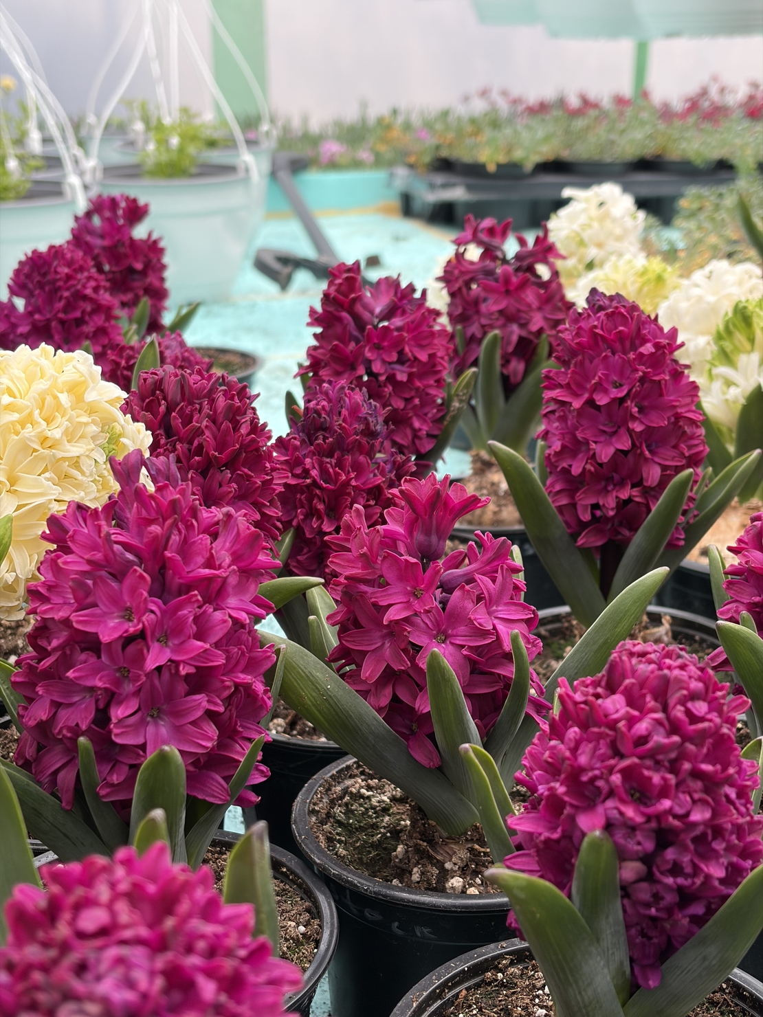 Зюмбюл Woodstock в саксия - единичен