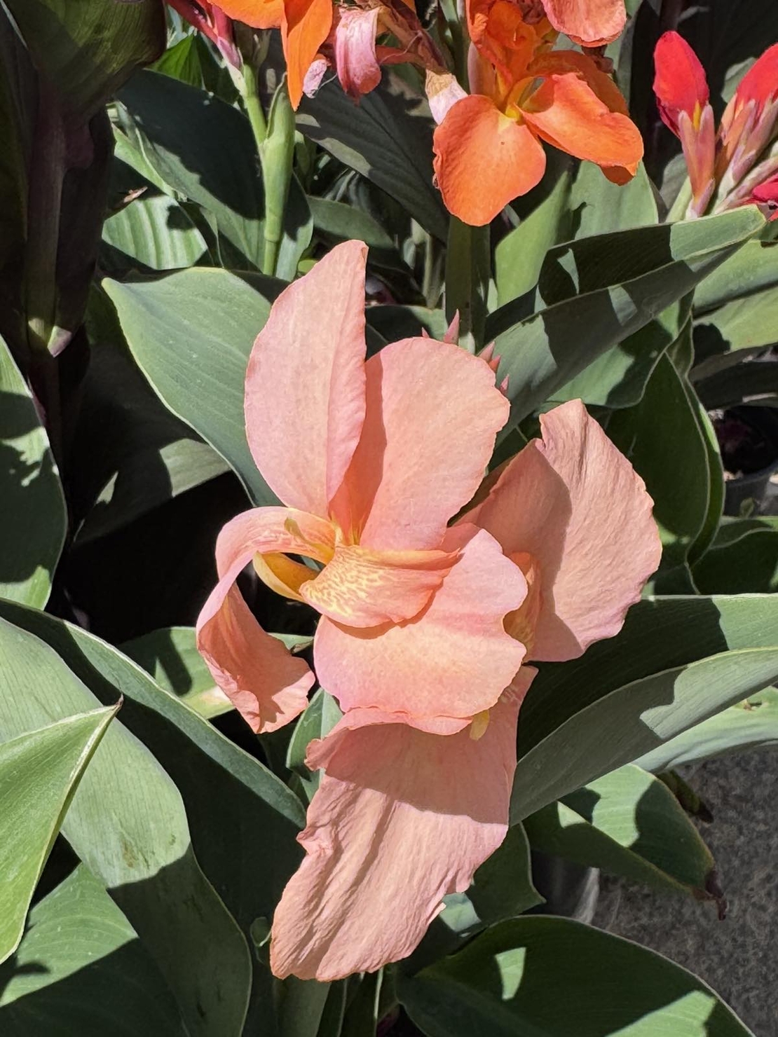 Кана / Canna CANNOVA