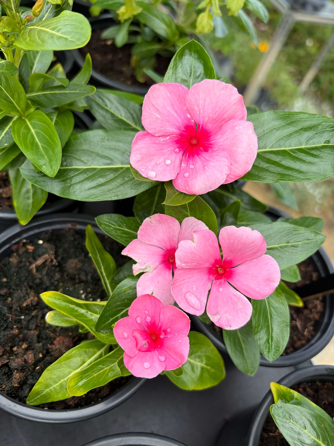 Каскадна винка (Vinca Darling Cascade Strawberry)