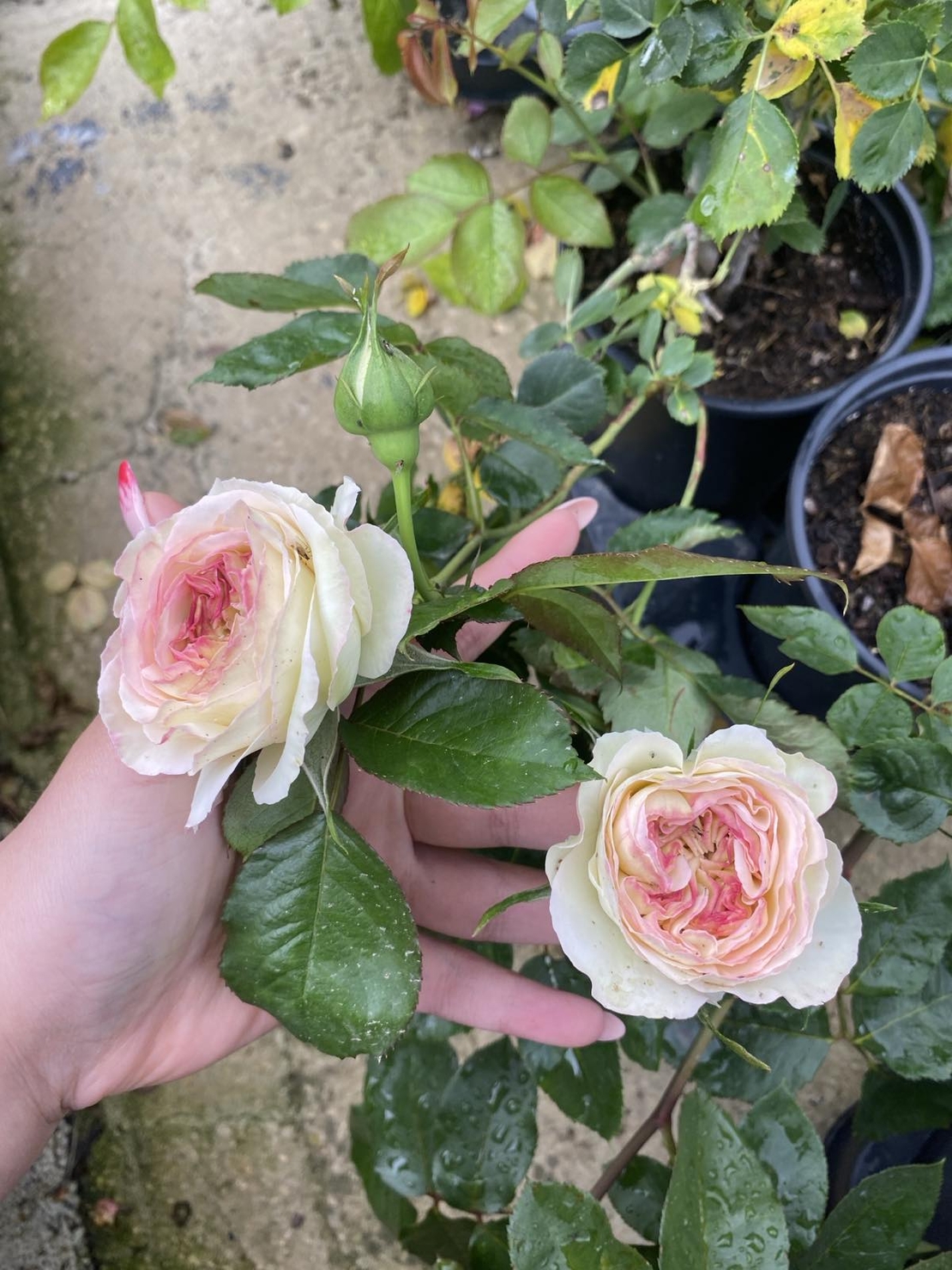 Palais Royal - White Eden Rose®