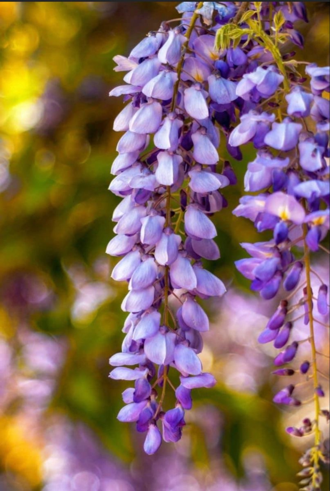 Глициния / Вистерия (Wisteria)