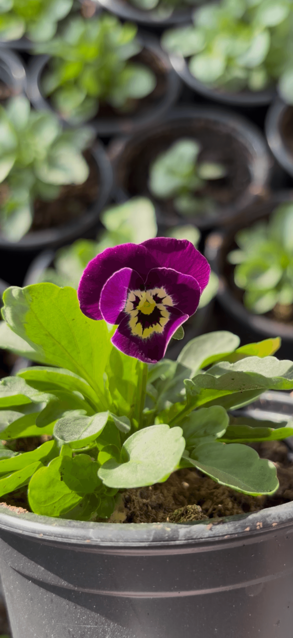 Мини теменужки микс (Viola Superba Mini)
