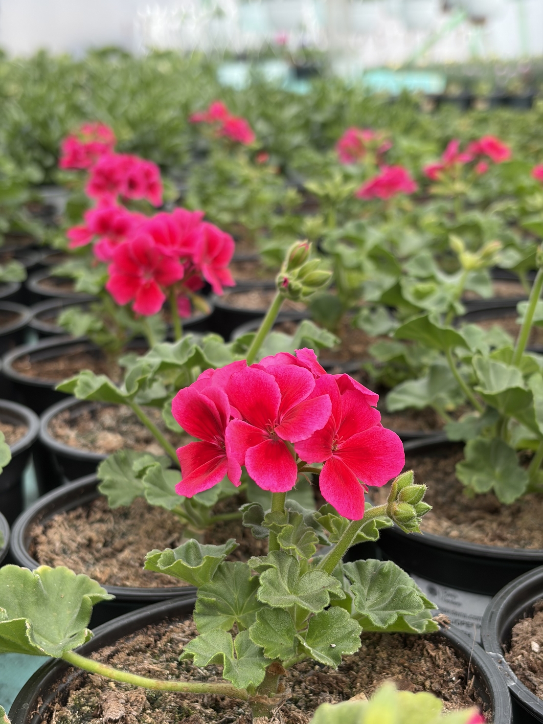 Мушкато Calliope® M Red Splash