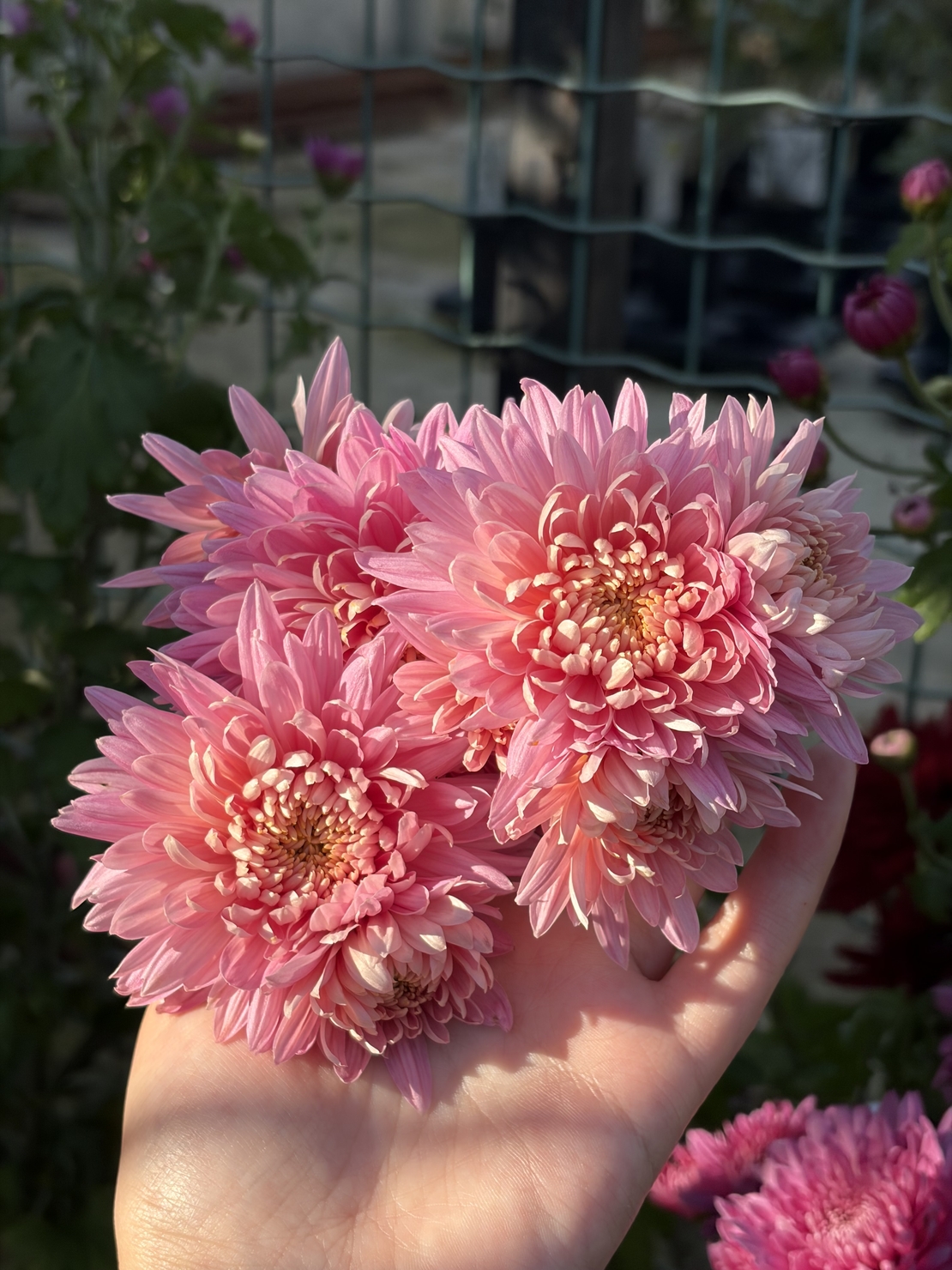 Бългрски хризантеми - различни сортове