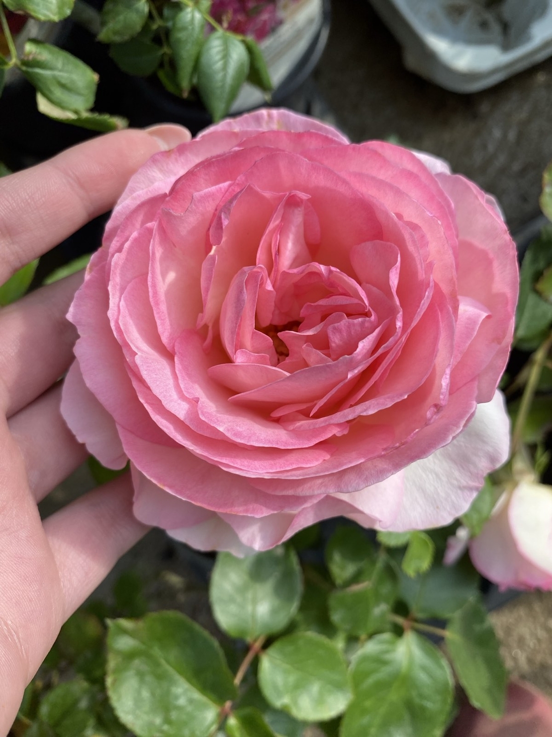 EDEN ROSE® Meiviolin/ GPT. EDEN ROSE Pierre De Ronsard ®