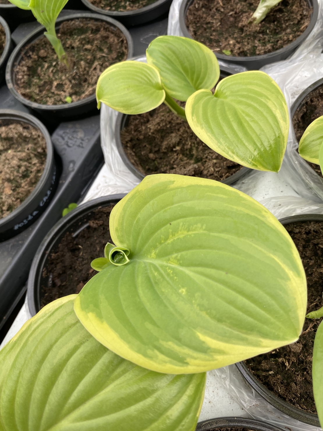 Хоста /Hosta/ - Hosta Albomarginata