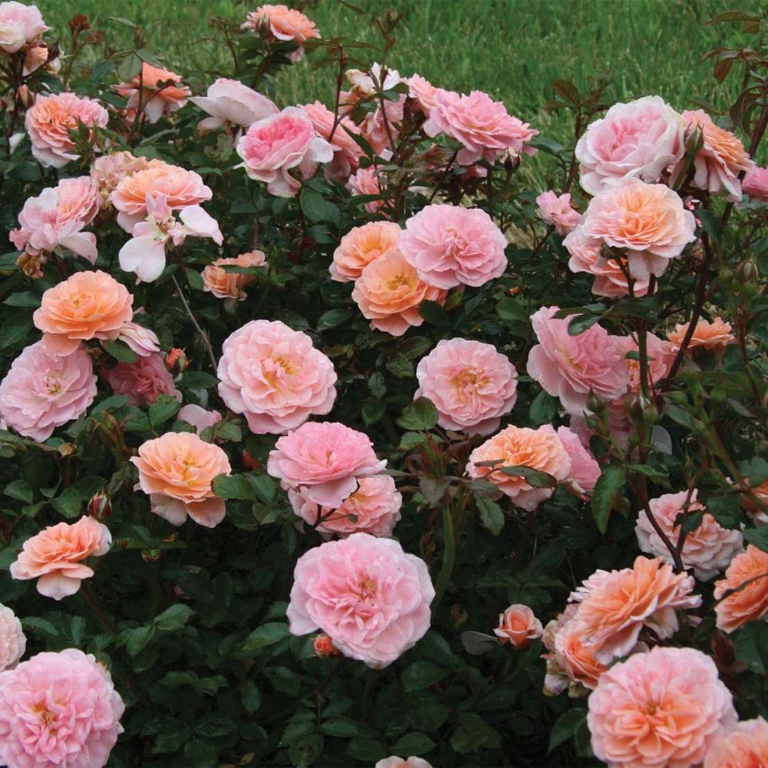 Apricot DRIFT® Meimirrote