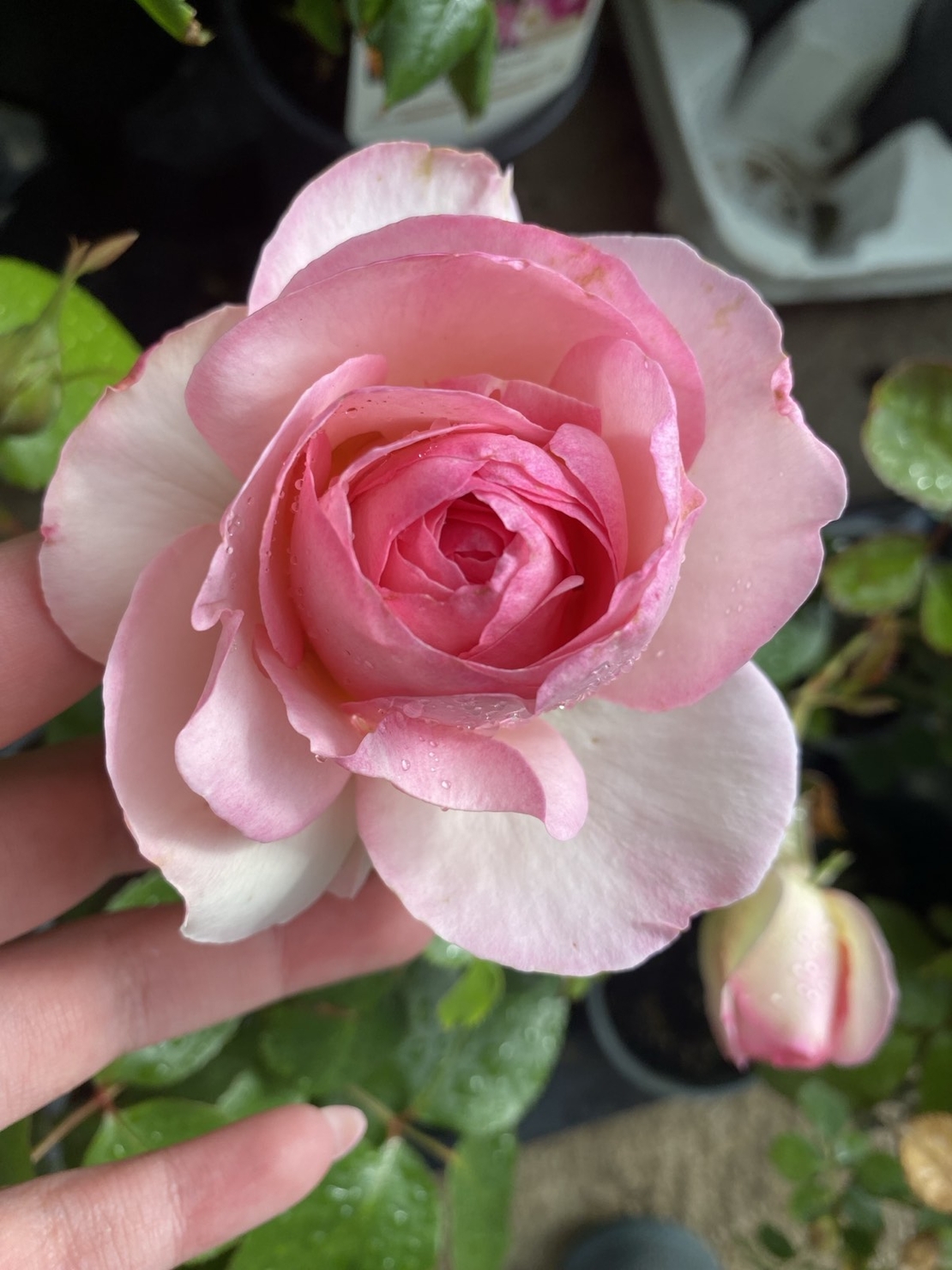 EDEN ROSE® Meiviolin/ GPT. EDEN ROSE Pierre De Ronsard ®