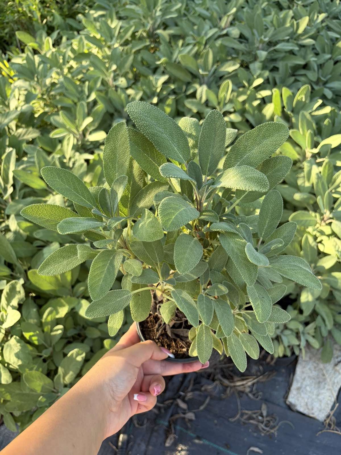 Салвия / Salvia forte imp.