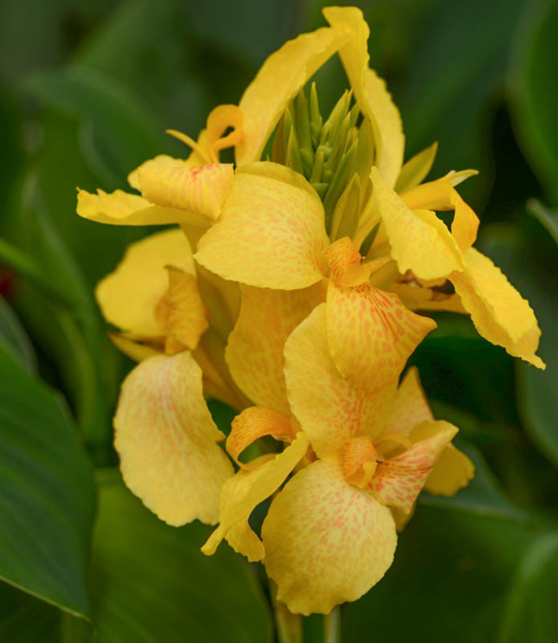 Кана / Canna CANNOVA