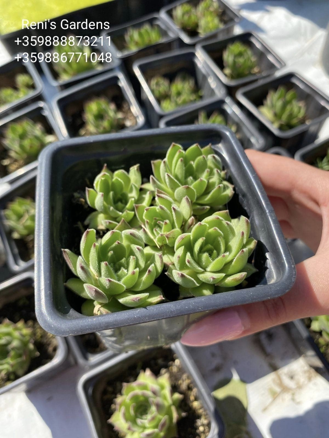 Семпервивум Рейнхард (Sempervivum Reinhard)