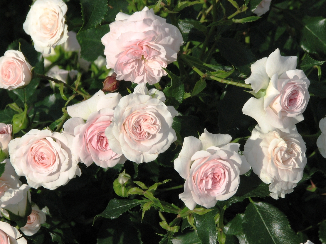Larissa® rose