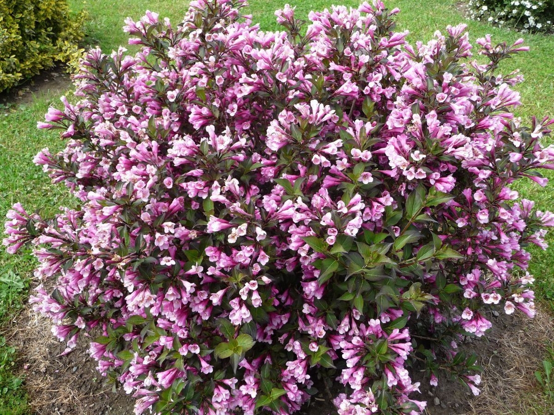 Вайгела (Weigela florida) – розова