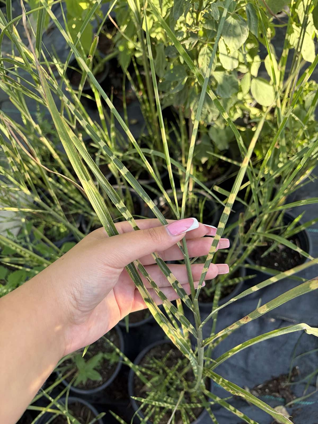 Мискантус Зебрина (Miscanthus sinensis 'Zebrinus') Китайски камъш | Царска тръстика