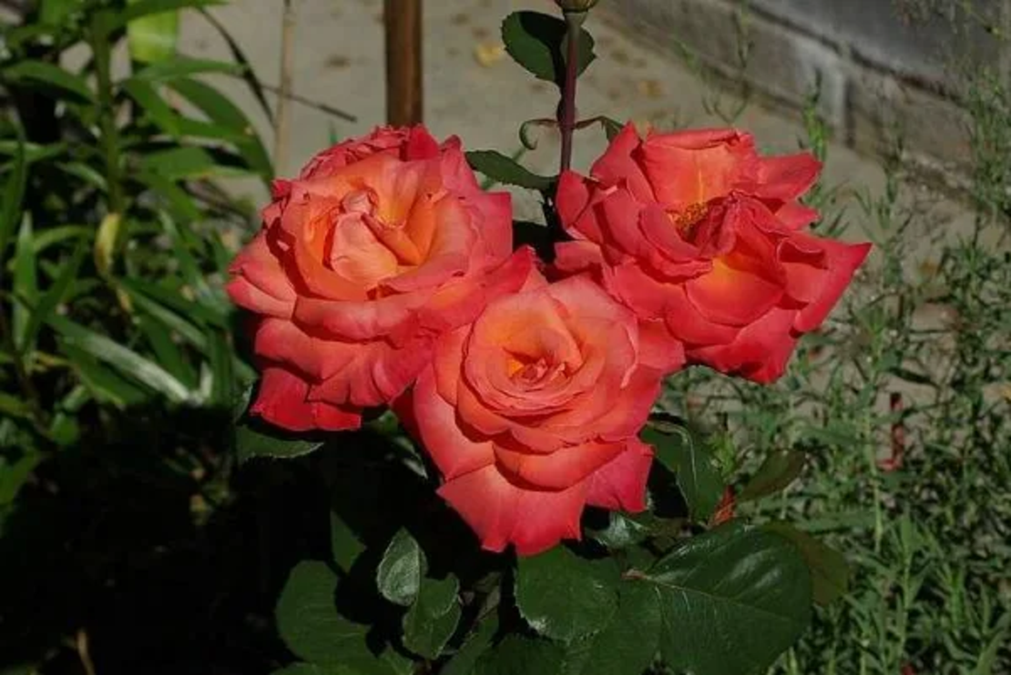 CHRISTOPHE COLOMB® Meironsse