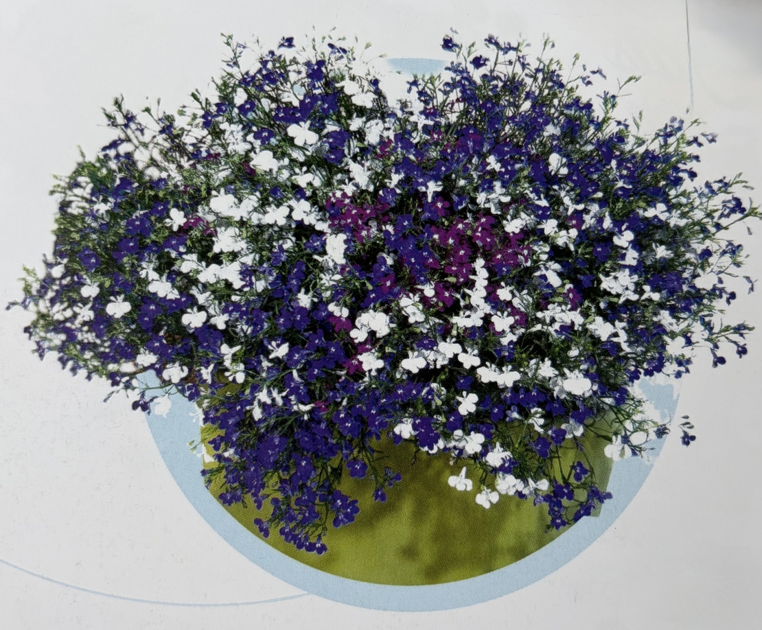 Лобелия - тройка (Fashion)