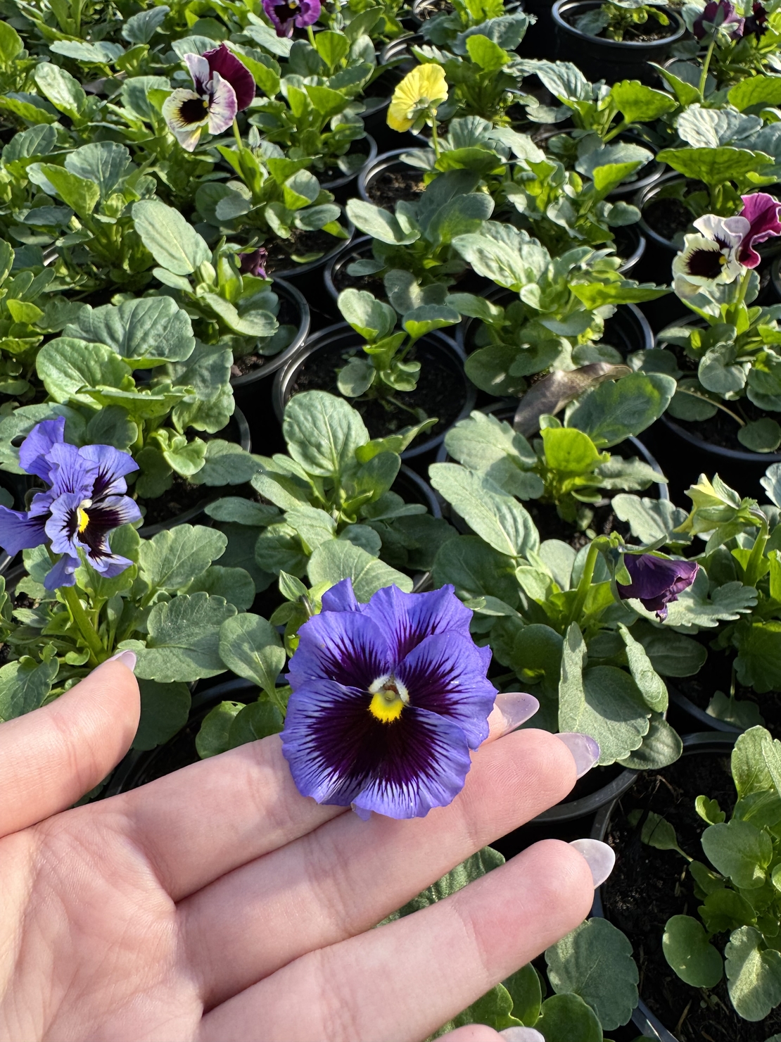 Къдрави теменужки