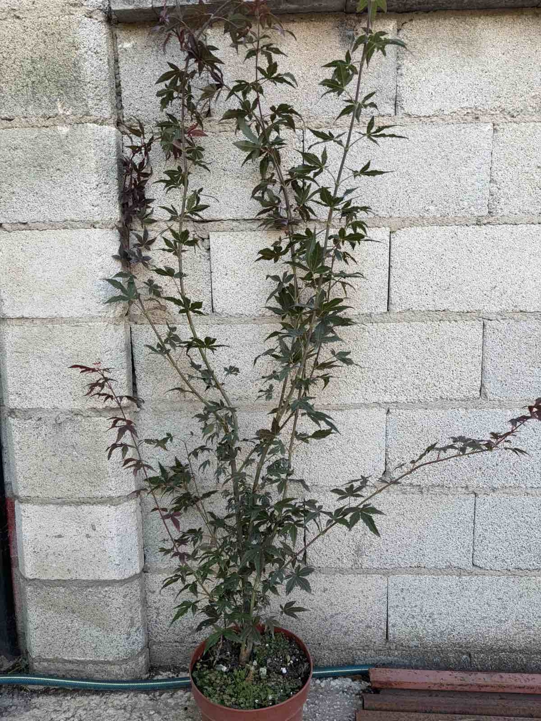 Японски клен ‘Atropurpureum’ (Acer palmatum Atropurpureum)