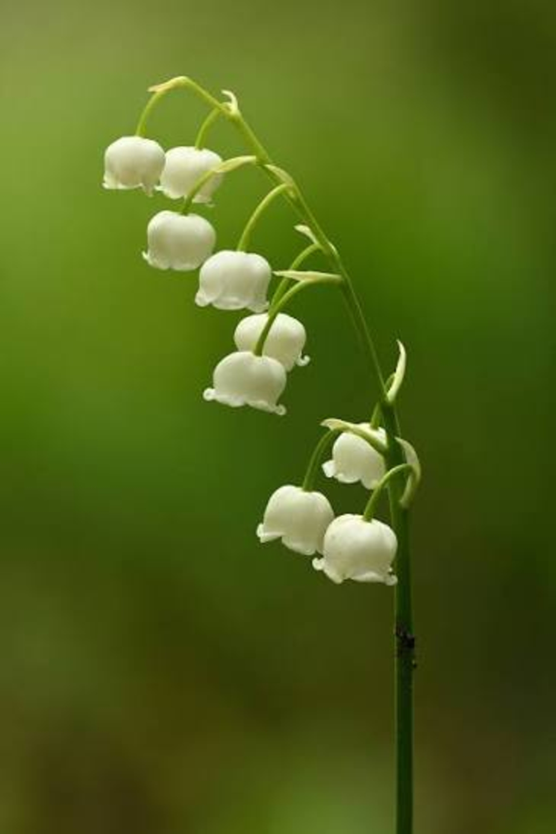 Момина сълза (Convallaria majalis)