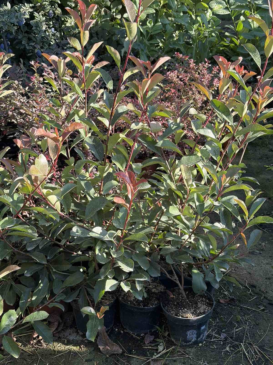 Фотиния ‘Red Robin’ / Photinia × fraseri ‘Red Robin'