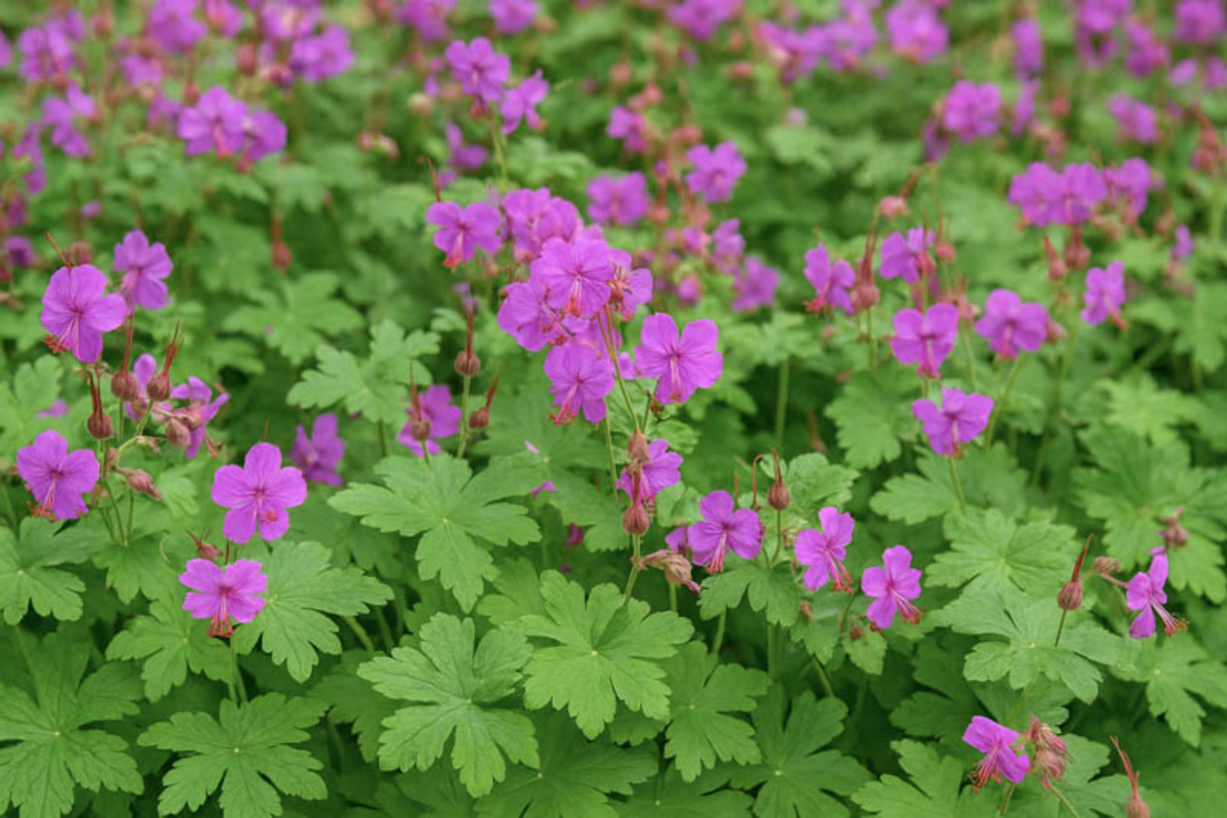 Лилав здравец (Geranium)
