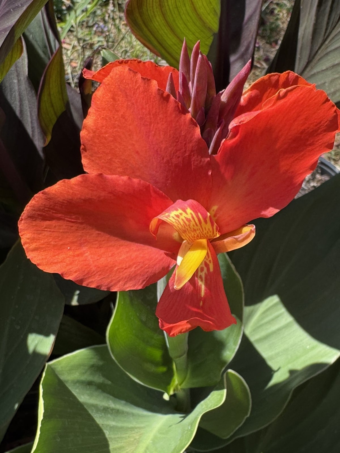 Кана / Canna CANNOVA