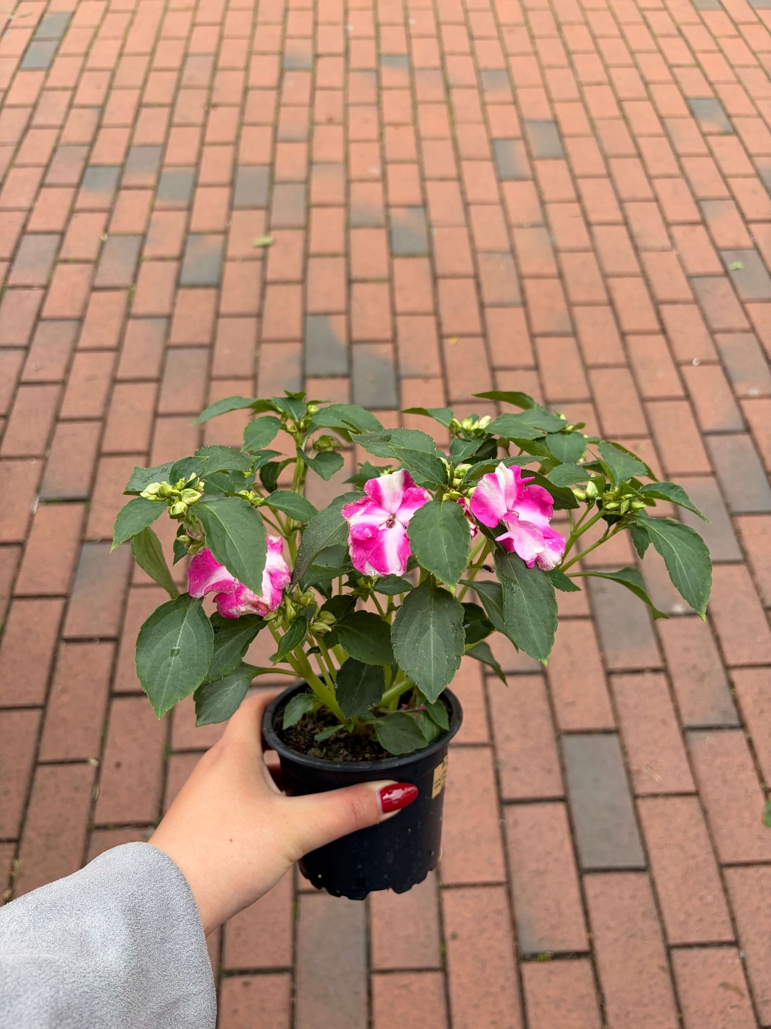 Impatiens walleriana 'Raffael Star Mix' (Циганче / Импатиенс)