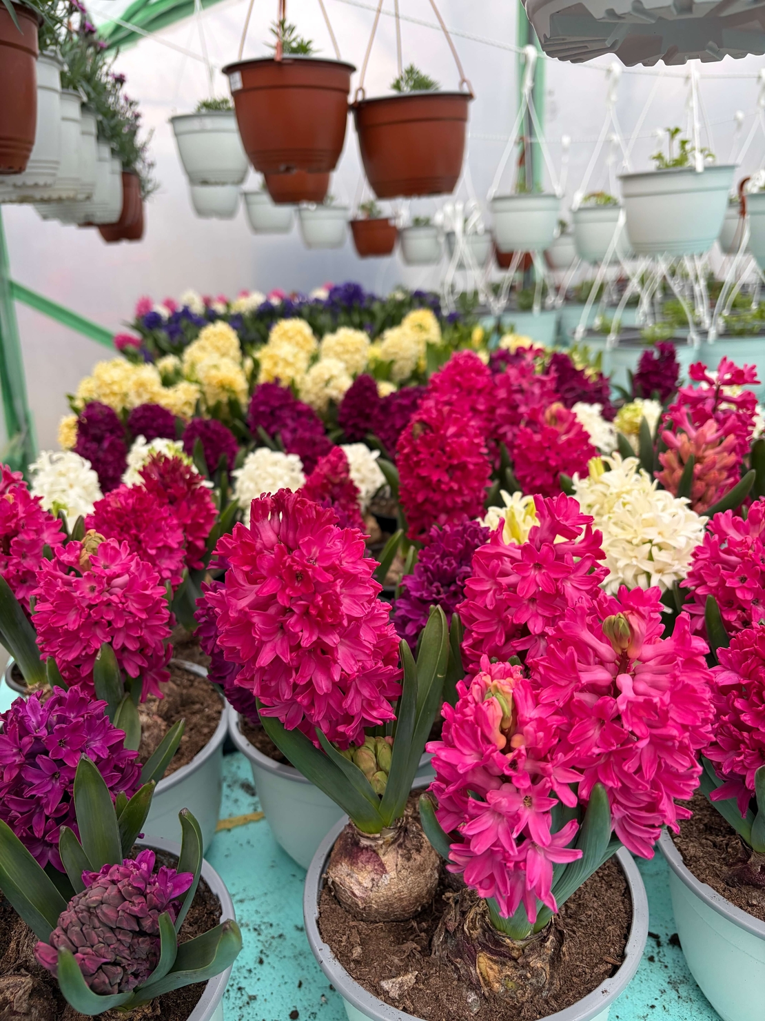 Зюмбюл Jan Bos в саксия - троен