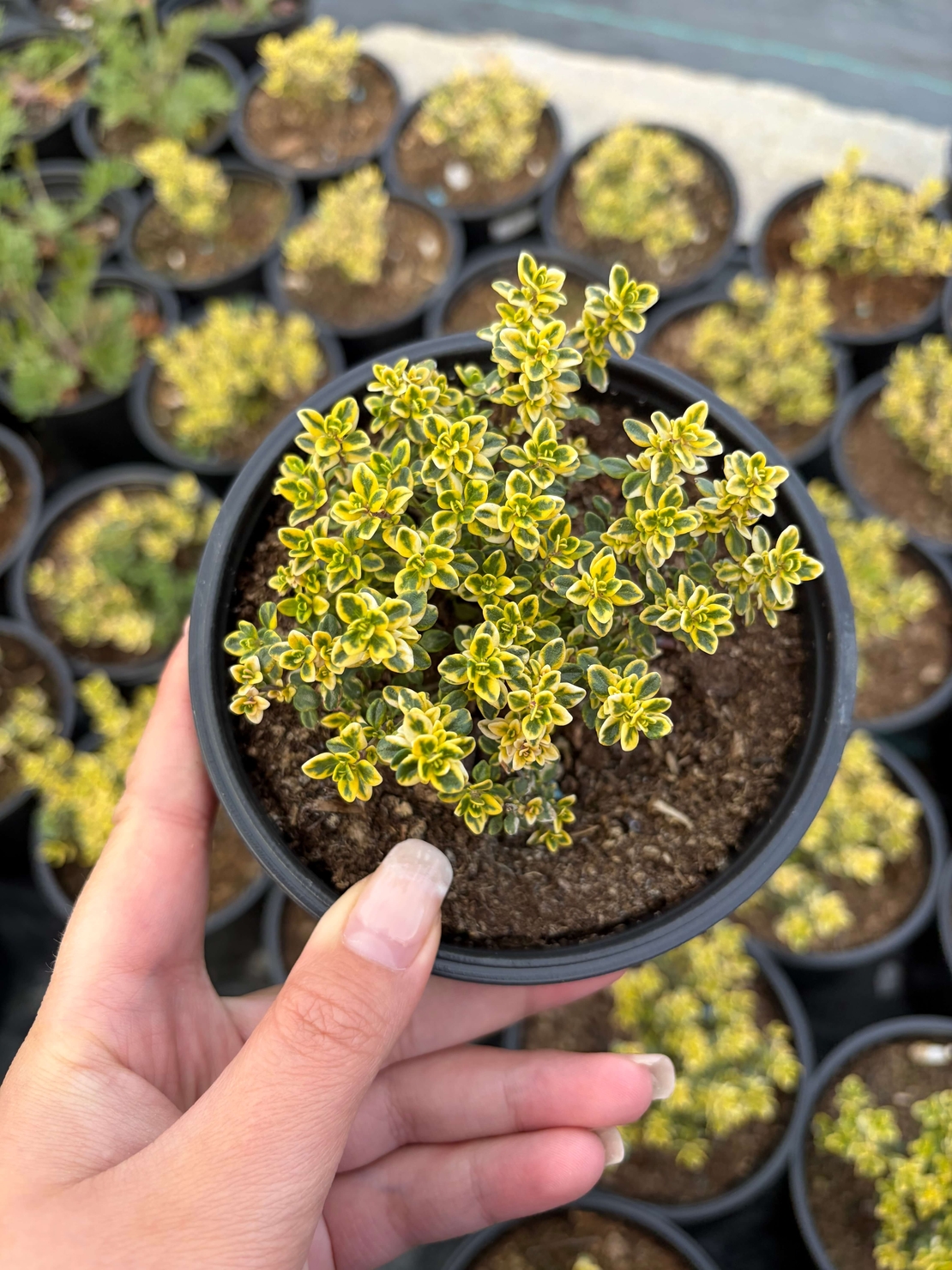 Мащерка / Timo limone variegato imp.&nbsp;