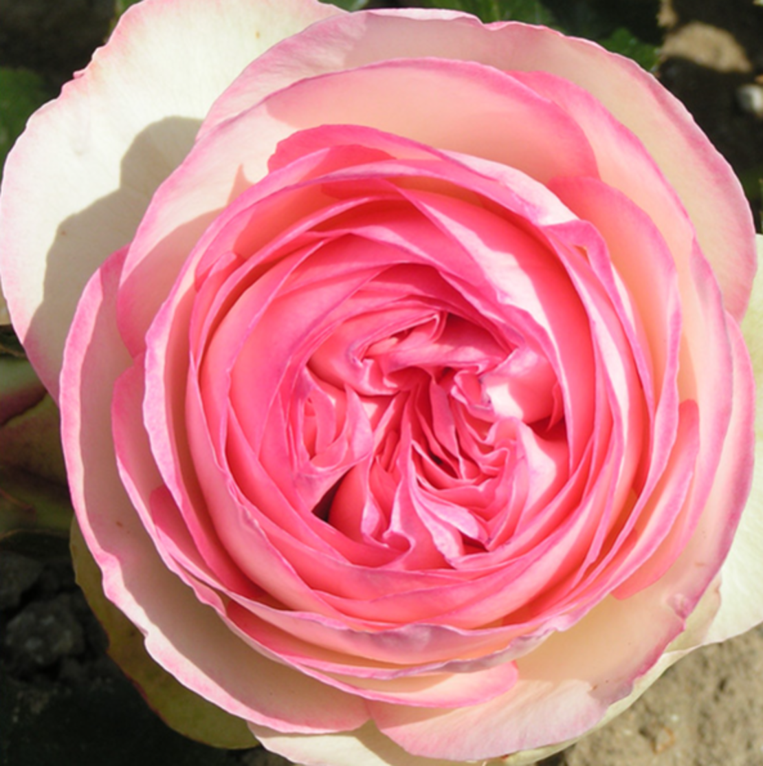EDEN ROSE® Meiviolin/ GPT. EDEN ROSE Pierre De Ronsard ®