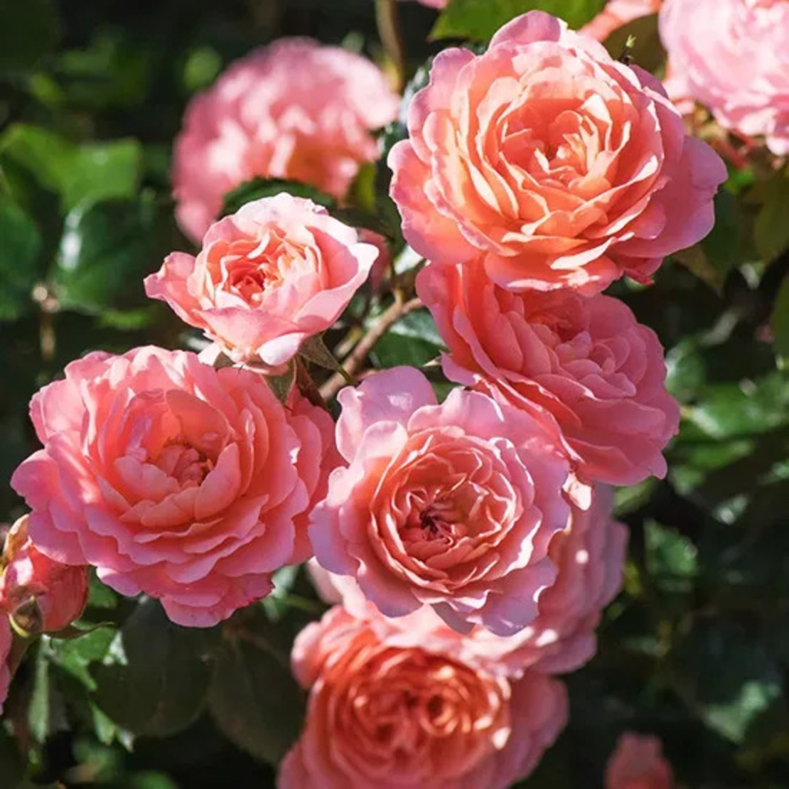 Apricot DRIFT® Meimirrote