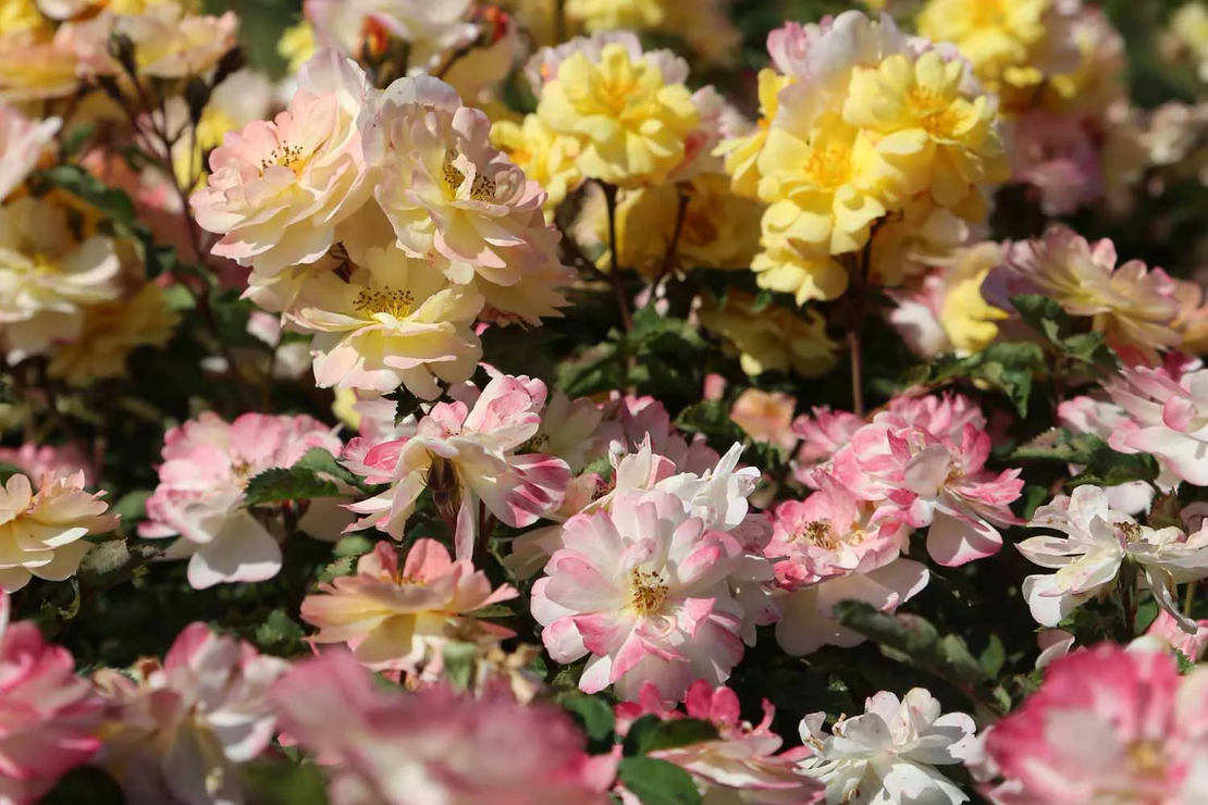 REVE DE PARIS ® Meilowmye