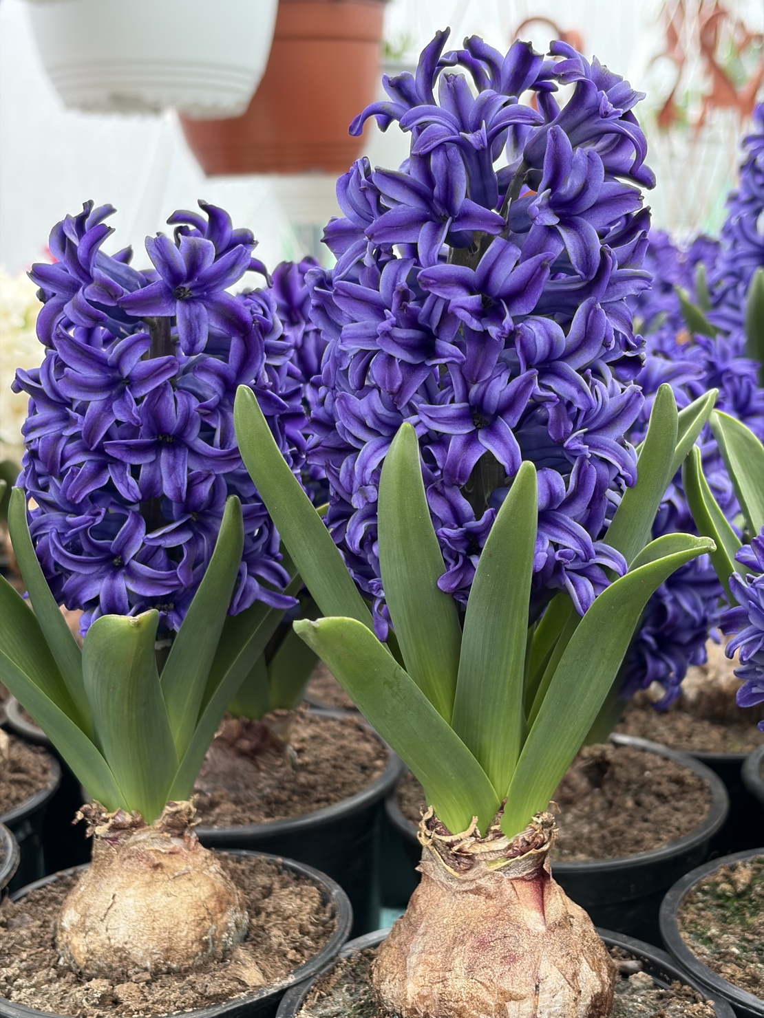 Зюмбюл Blue Jacket в саксия - единичен