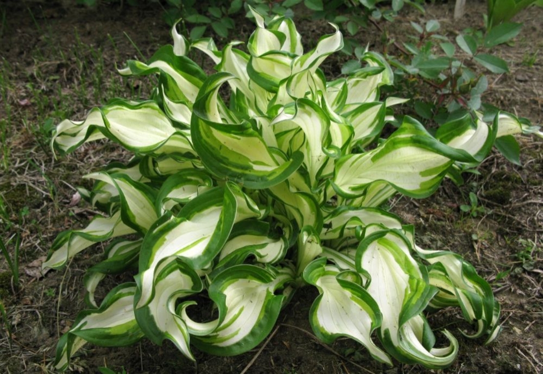 Хоста /Hosta/ - Hosta Mediovariegata