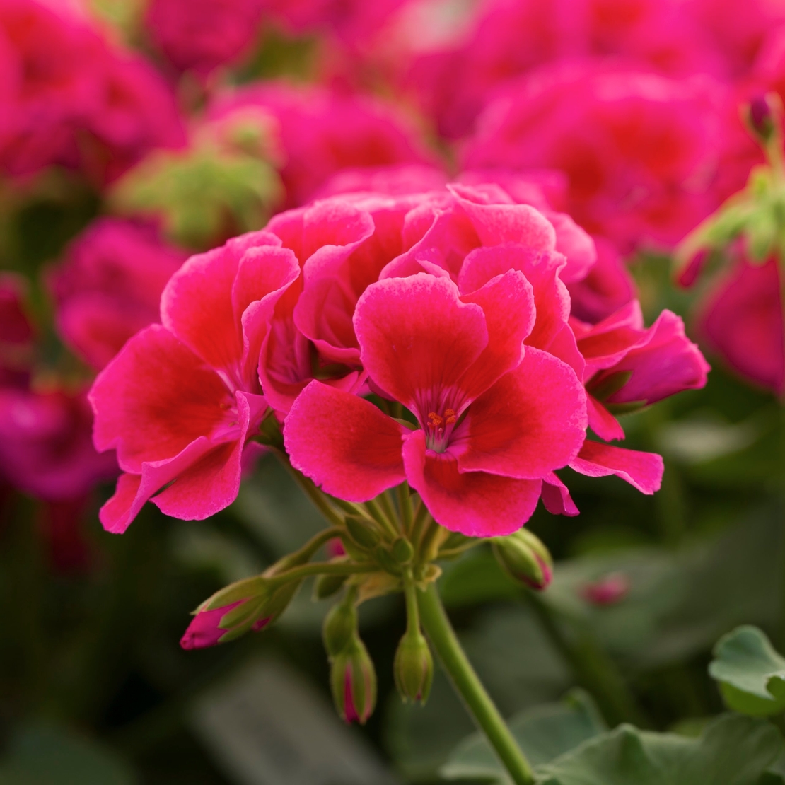 Мушкато Calliope® M Red Splash