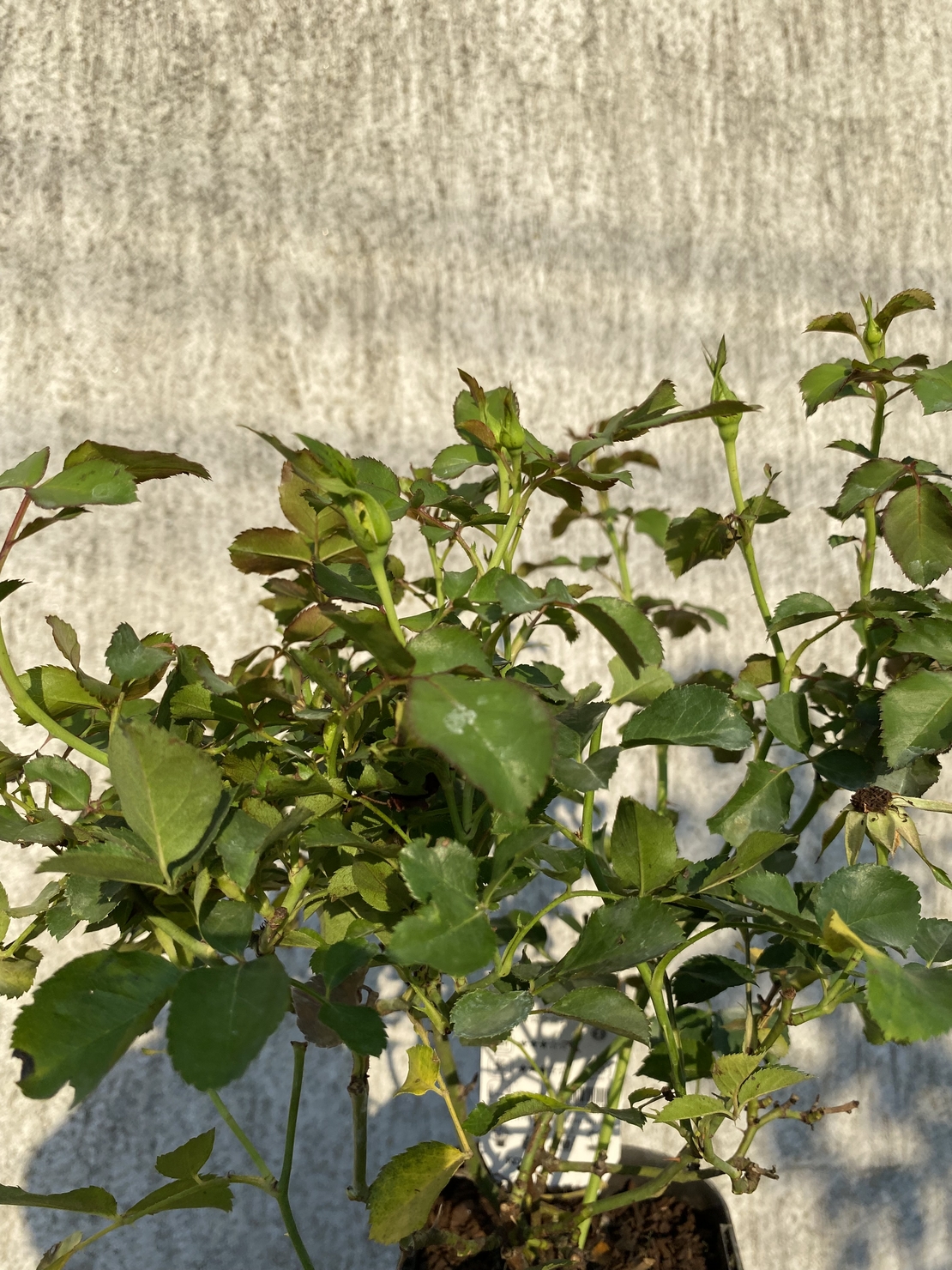 Cubana ® Rose