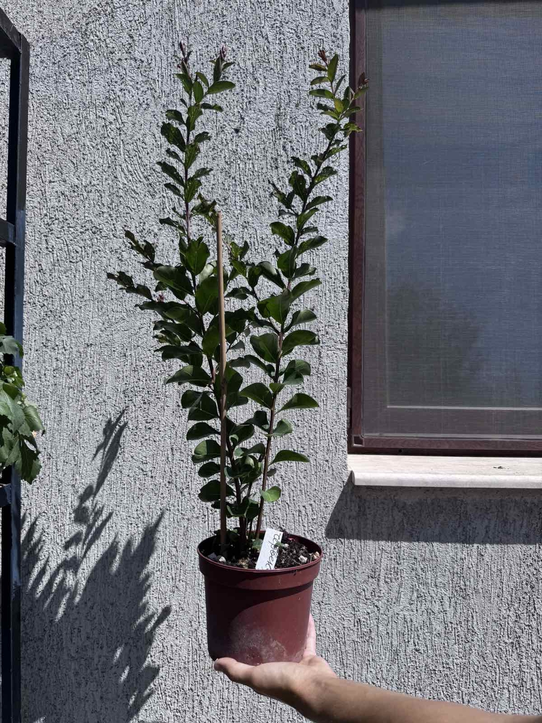 Индийски люляк - Lagerstroemia indica