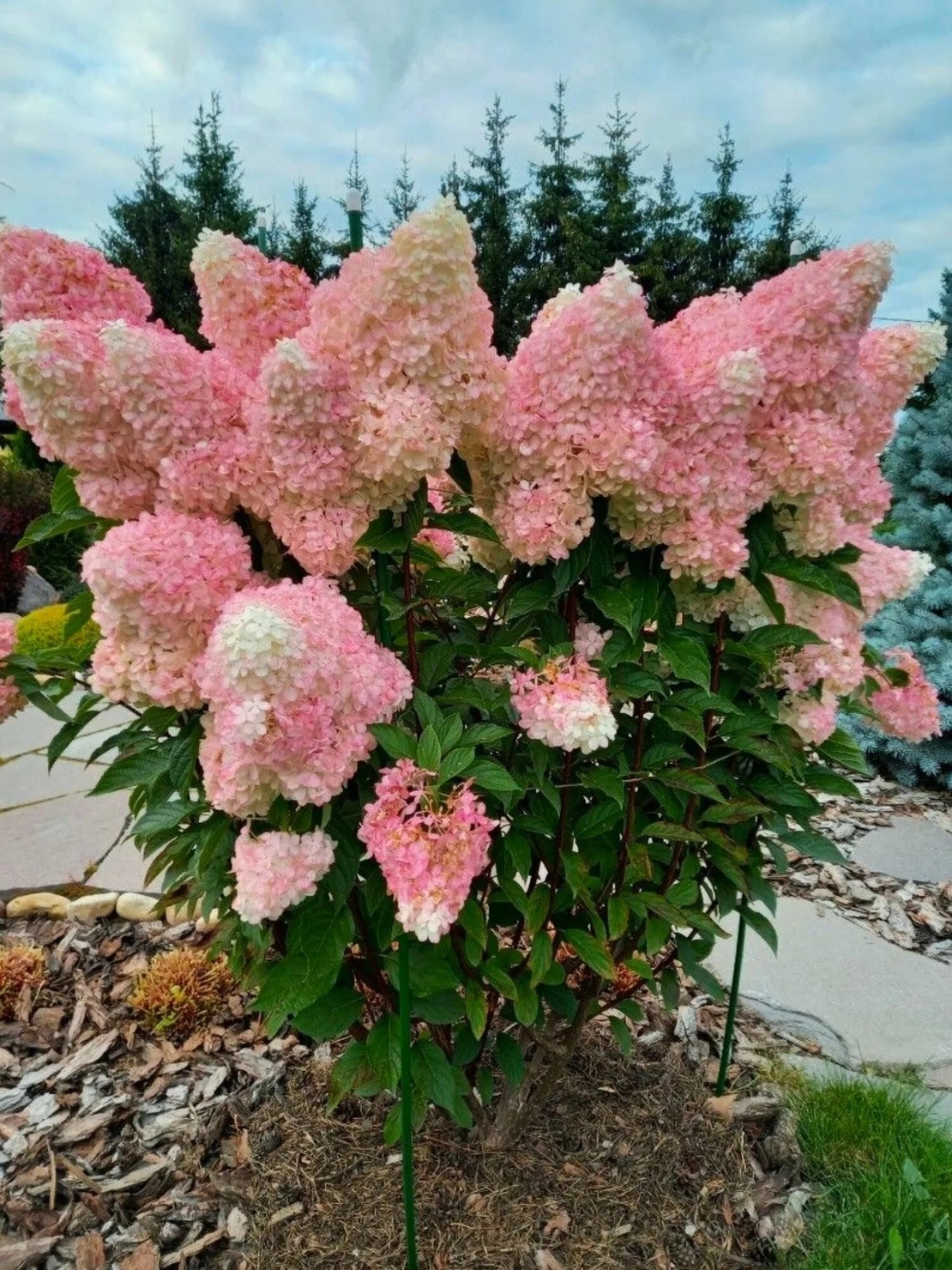 Hydrangea paniculata 'Vanille Fraise' - Хортензия метличеста „Vanille Fraise“