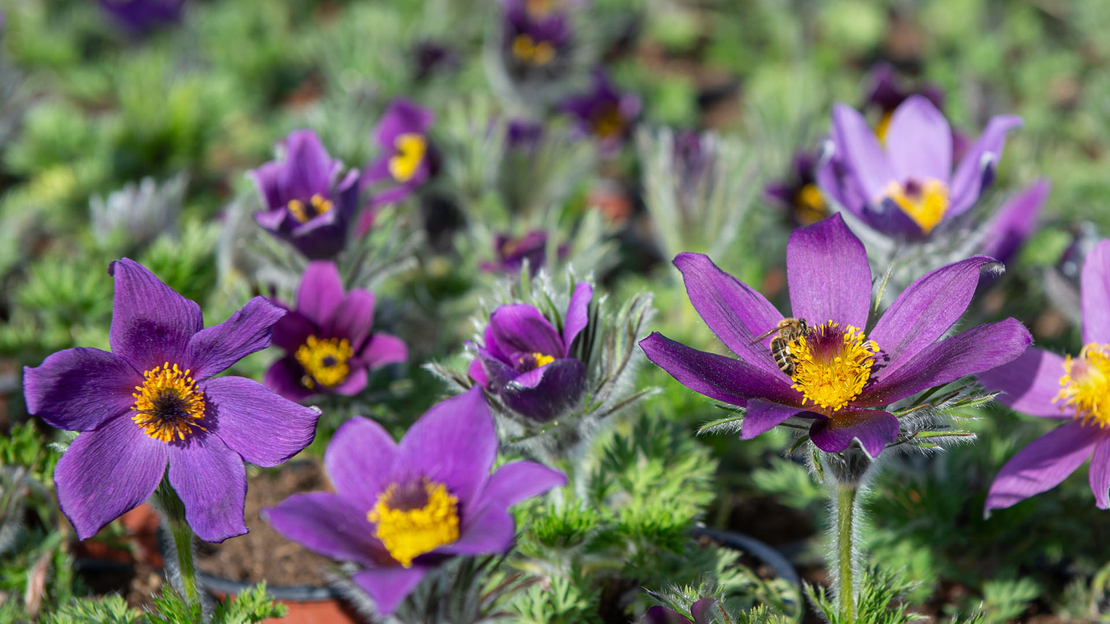 Pulsatilla vulgaris ‘Blaue Glocke’ (Съсънка)