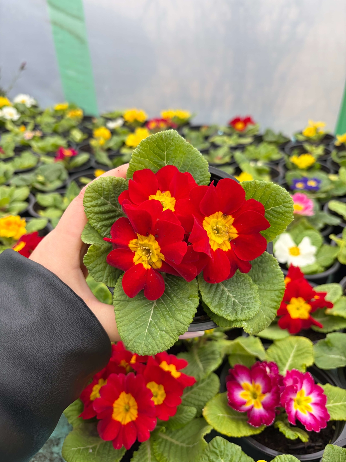 Едроцветна иглика - XL Mid Early Mix