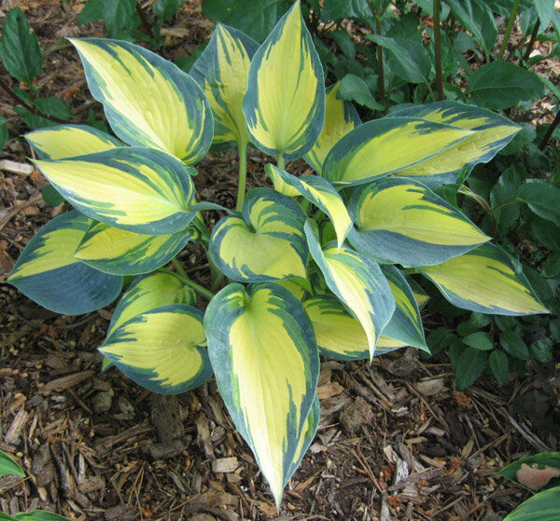 Хоста /Hosta/ - Hosta Remember Me